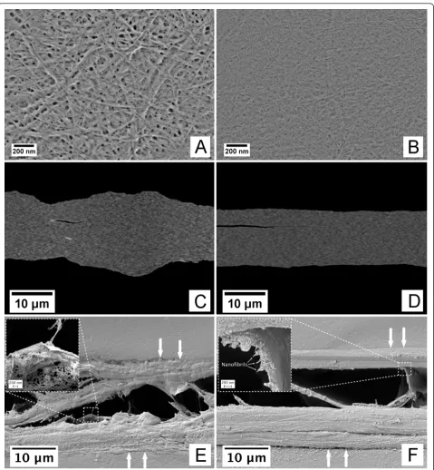Figure 1 Structure of nanofibril-based films. (A) and (B) correspond to the surface structures of films F02 and F08, visualized in field emissionSEM