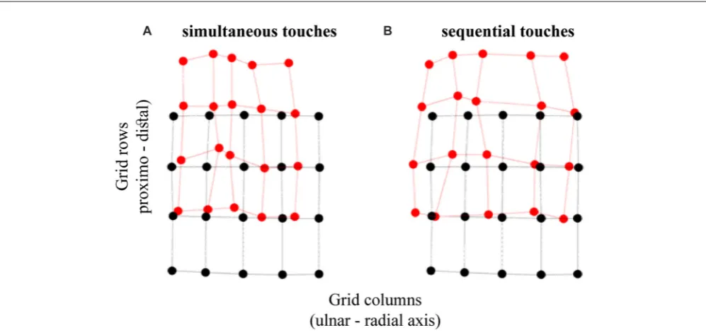 FIGURE 4 | Tactile perceptual space in touch localization. The panels show the transformation of perceptual space relative to the conﬁguration of actual grid forsimultaneous andThe displacement between the corresponding black and red circles is the constan