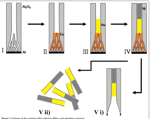 Figure 2 Scheme of the strategy PAA selective filling and dendrites removal.