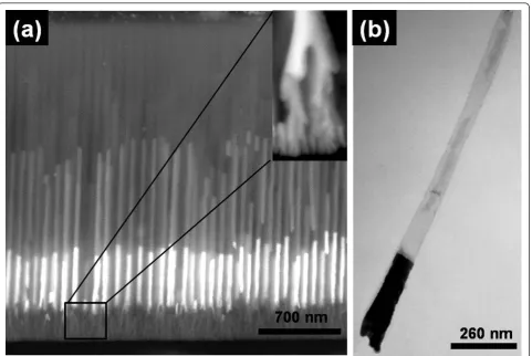 Figure 3 SEM and STEM images of nanowires. (a) SEM image of PAA filled with Cu in dendrites (branched pores at the pore bottom) andAu-Ni segmented nanowires, with 400 and 800 nm, respectively and (b) STEM image of a suspension of dendrites free Au/Ni segmentednanowires.