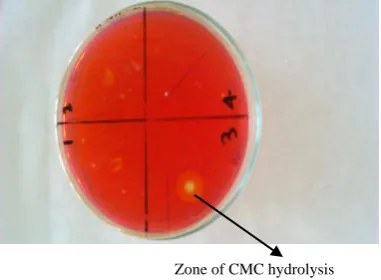 Figure 1 : Screening of Cellulase producing Bacteria from Fish Gut 