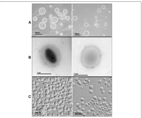 Figure 2 The changes of DHA content and size of thereconstituted N/O/W emulsion at different storage periods.
