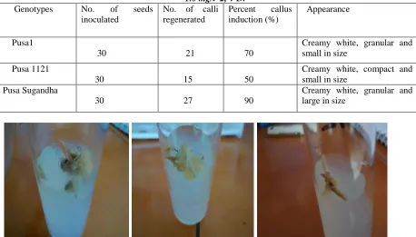 Table VI: Genotypic response of basmati rice to callus induction in MS media supplemented with                        1.0 mg/l  2, 4-D