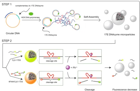 Table 1 DNA sequences for the fabrication of DNAzyme microparticles