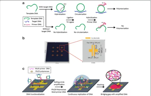 Fig. 1 Schematic illustration of pathogen DNA detection on Au electrodes.primer DNA to form hybridization