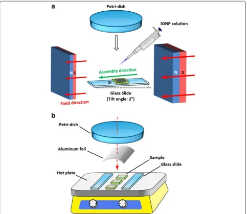 Fig. 1 Schematic illustration of the experimental setups. a Magnetic-field-assisted assembly of the IONPs