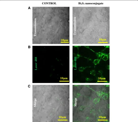 Fig. 7 Confocal microscopy bioimaging of the cellular uptake of the Bi2S3/chitosan nanoconjugates by HEK293T cells in comparison to the controlcondition
