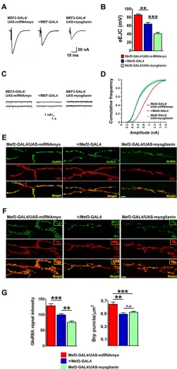 Fig. 1. MYO is a negative regulator of synaptic physiology andcomposition.post-test: **larval muscles (area of the 6/7 NMJ (GluRIIA signal intensities in larvae expressing various (A) Representative samples of eEJCs recorded from muscle 6in B