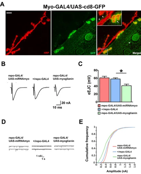 Fig. 2. MYO is produced at the larval NMJ and is a modulator of itsfunction.construct underinnervating the 6/7 NMJ; anti-GFP antibody (green) was used to enhance theGFP signal