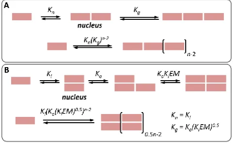 Figure 4.A. Schematic representation of the nucleation-growth of a single stranded polymer