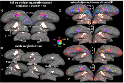 Figure 3. (contour on the articulation map was traced at this statistical midpoint, and shows the main activation cluster in somatomotor regions