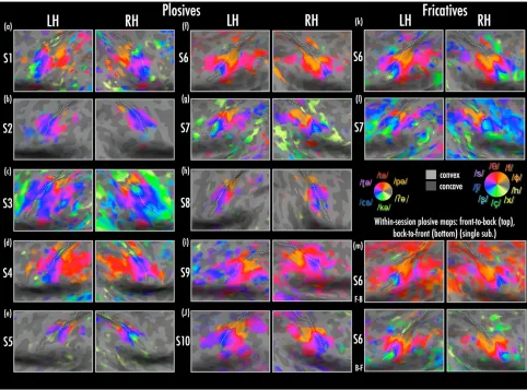 Figure 2. Close-ups of individual participantsaccording to scaling of complexF’ articulator maps across inﬂated left and right hemispheres (lateral to ventral view)