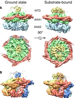 Fig. 2. Fitted atomic models of ClpB–ATP-g-S, empty (left) and substrate-bound (right), colored by subunit