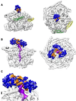 Fig. 3. NTD positions and substrate interactions. (blocks the pore of empty ClpB. The hydrophobic cleft colored in orange is orientedtoward protomers C (green) and D (yellow), with tilted MDs (Hsp70 acceptor state).(A) The NTD of protomer AB and C) Substrate density (purple) adjacent to the hydrophobic sites in the bestrefining of 10 classes, focused on the NTDs.