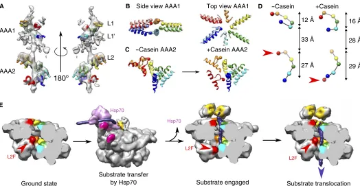 Fig. 4. Track of pore loop interactions with the substrate and movements upon substrate binding
