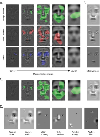 Figure 2. A. The diagnostic information (i.e. information that is significantly associated with performance driving fearful categorizations, for young children in green, older children in sample image and recombined to visualise the information used by eac
