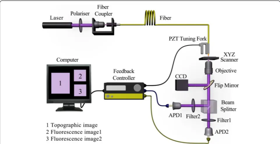 Fig. 1 Schematic of the NSOM/QD-based dual-color imaging system, in which the charge-coupled device (CCD) was used as the monitor ofoptical fiber probe adjustment, and two avalanche photodiodes (APD) and two filters (605 ± 10 or 655 ± 10 nm) were employed as the detectorsof two color fluorescence images, respectively