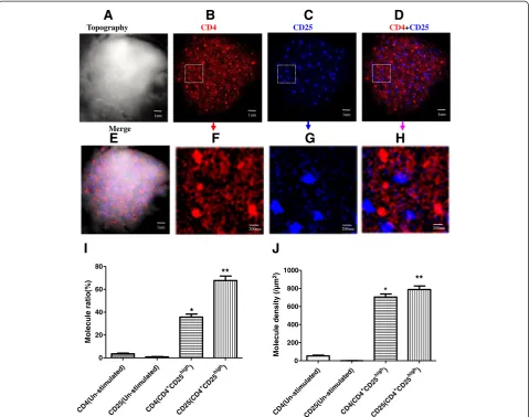 Fig. 4 Simultaneous nanoscale dual-color imaging of CD4 and CD25 on the surface of CD4+CD25high T cells through using NSOM/QD system