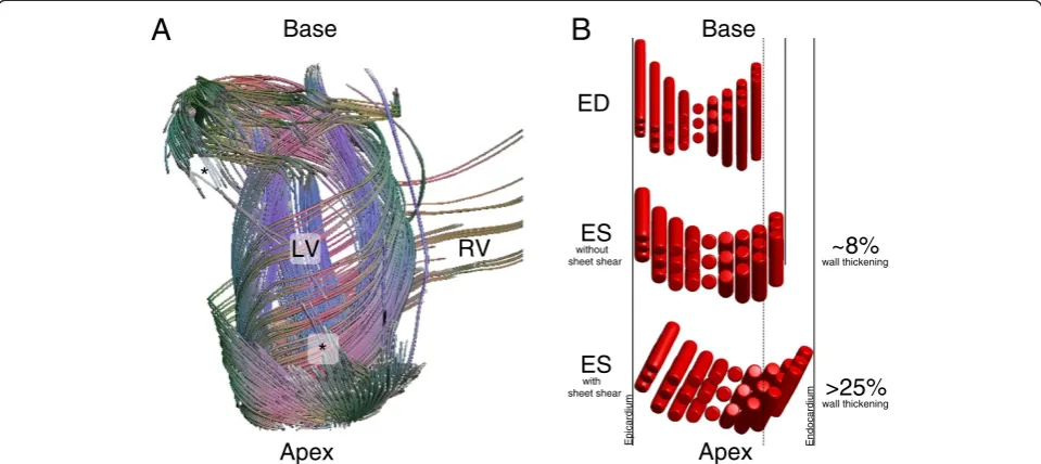 Figure 1 Myocardial structure and function. (A) Diffusion tensor “fiber” tracking of a canine heart reveals large-scale connectivity of the end-to-endanastomoses of continuously branching myocytes