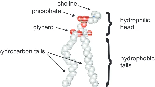 Figure 4: The head group of the lipid molecule phosphatidylcholin is composedby a choline, a phosphate and a glycerol, while the hydrophobic tails are formedfrom two fatty acid chains