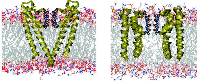 Figure 2: Two sub-units of the KcsA (left) and MthK (right) potassium channelsembedded in an explicit POPC lipid bilayer