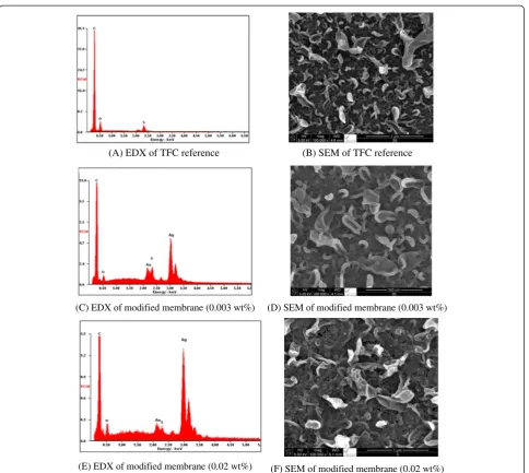Fig. 5 SEM images and EDX of TFC reference membranes and membranes modified with Ag2O nanoparticles