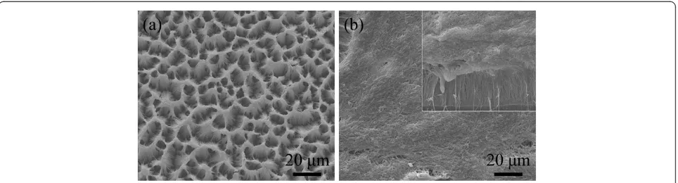 Figure 3 Scanning electron microscope images of two FNPs prototyped by a template-assisted synthesis