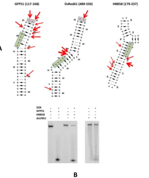 Figure 1. (targeted at higher frequency. Pink boxes highlight loops capped by two unpaired nucleotides reported to be cleavage sites