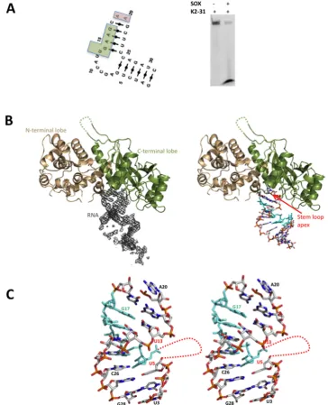Figure 2. (final model represented as sticks. The UGAAG sequence (U13-G17) is highlighted in cyan