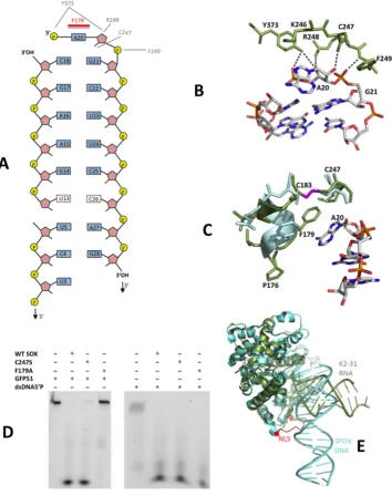 Figure 3. (A) Schematic diagram of the observed protein-RNA contacts in the SOX-K2-31 complex