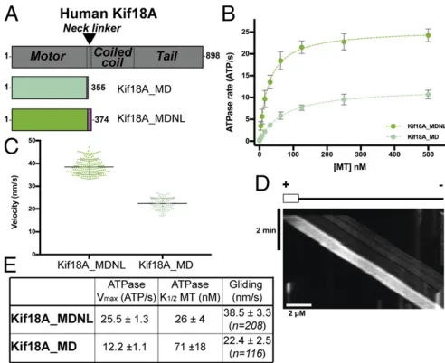 Fig. 1.ATPase and motile activities of Kif18A motor domain constructs.indicated by horizontal bars