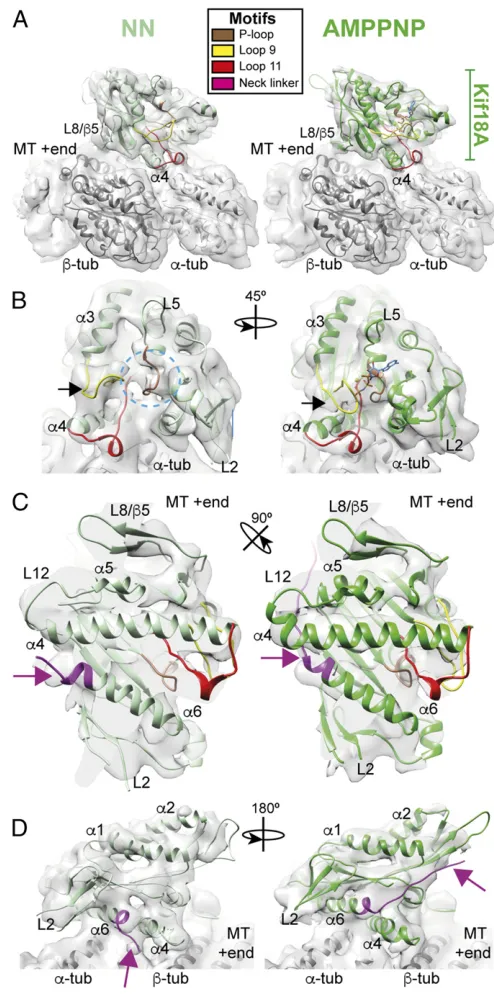 Fig. 2.Conformational changes in the Kif18A motor domain in response toATP binding by cryo-EM