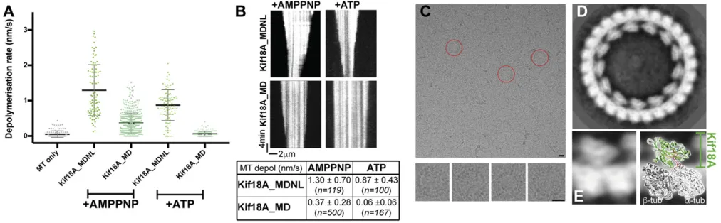 Fig. 3.MT depolymerization by Kif18A monomers. (superposition of Kif18A_MDNL-MT atomic model on this density (A) Scatterplot of the rate of depolymerization of paclitaxel-stabilized MTs by Kif18A constructs in thepresence of AMPPNP or ATP measured using TI