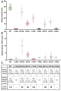 Fig. 7.Effect of point mutations of Kif18A around the putative BTB-1–binding pocket on BTB-1 inhibition of MT gliding activity