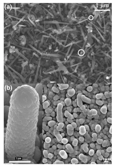 Figure 3 Back-scattered electron SEM images of n-type SiNWs(a) before and (b) after acid treatment