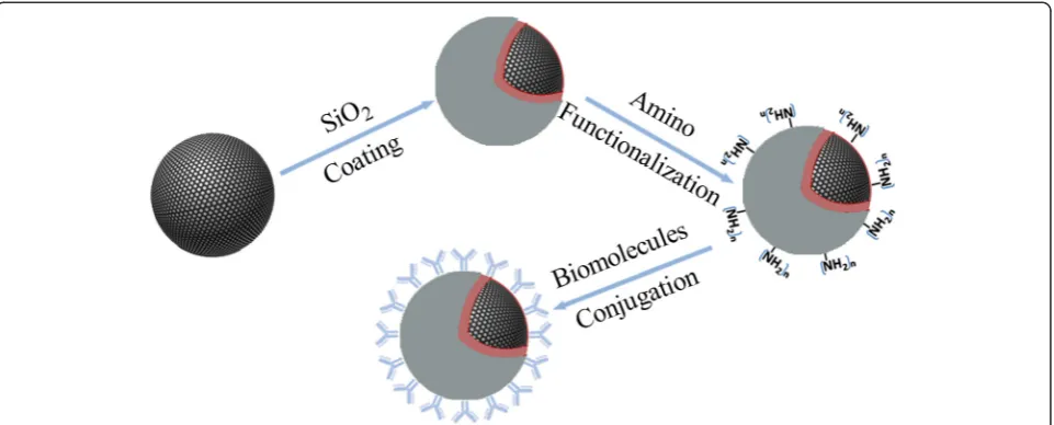 Fig. 1 A representative procedure of synthesis of biomolecule-modified MNPs. Specifically, SiO2 surface coating, amino functionalization, andbiomolecules conjugations