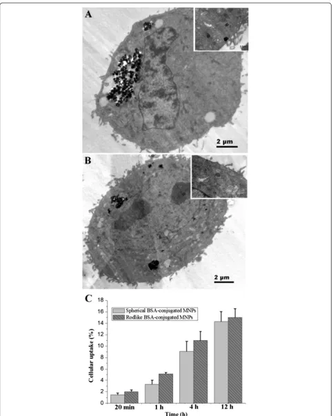 Fig. 3 TEM and quantification of cellular uptake. TEM of cellular uptake of spherical (uptake (a) and rod-like (b) BSA-modified MNPs