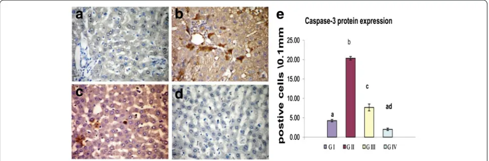 Fig. 5 Influence of oral administration of GTE on caspase-3 protein expression in the liver of CNP-intoxicated rats