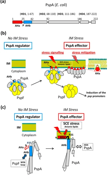 Fig. 8. Model of the N-terminal amphipathic helices AHb and AHa in their respective regulatory and effector functions in PspA