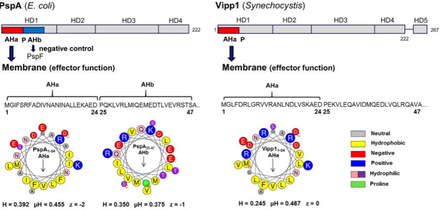 Fig. 1. N-terminal sequences of PspA and Vipp1. Schematics of PspA fromhave 4 predicted alpha-helical domains labelled HD1 to HD4