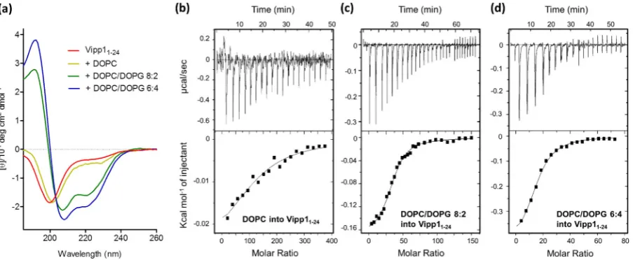 Fig. 3. Binding of Vipp1aliquots of 40 mM DOPC/DOPG 8:2 into 50for experiments undertaken in buffer are shown for: (b) injection of 2the raw heats shown are a representative example