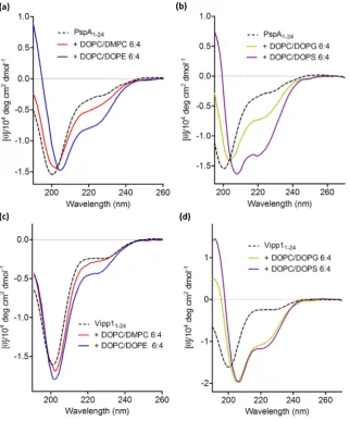 Fig. 5. CD spectra of PspAThe peptide concentration was 3007.5:1 to 60:1. (b) Vipp11–24 and Vipp11–24 when incubated with increasing amounts ofE