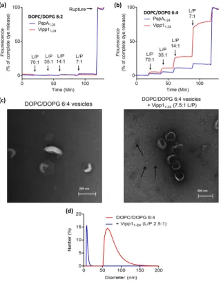 Fig. 6. PspAremaining vesicles. Traces in (a) and (b) are representative examples but trends were preserved in all experiments done (3 repeats with independent vesicle preparations)