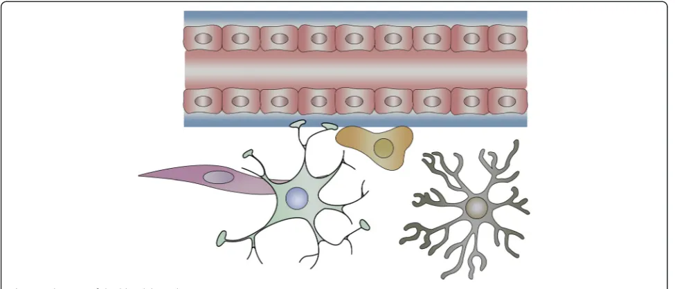 Fig. 1 A diagram of the blood–brain barrier structure