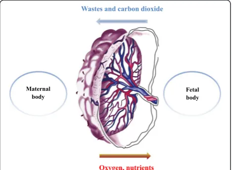 Fig. 2 A simple diagram of nose–brain pathway after intranasal administration