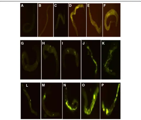 Fig. 8 Zinc distribution images (×100) and their accumulation in eggs of C. elegans exposed to ZnO-NPs