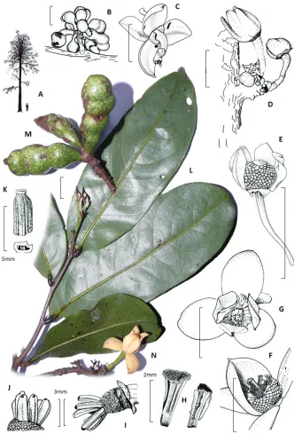 Figure 2. flower below Polyceratocarpus askhambryan-iringae drawings of A tree architecture B fresh fruits C fresh D fresh ramiflorous flower buds E–F dry and fresh bisexual flower (one petal removed) G fresh bisexual flower above H dried stamens I–J fresh