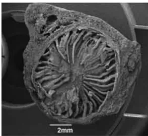 Figure 3. SEM photograph of Polyceratocarpus askhambryan-iringae dried seed cross-section, showing spiniform ruminations.
