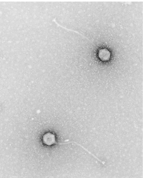 Figure 1. An electron micrograph image of a siphovirus isolated by Isabel Jimenez-Bush from a soil sample in a JMU Viral Discovery class