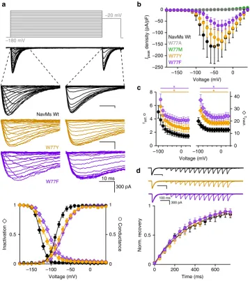 Figure 6 | Perturbations of NavMs channel kinetics and voltage dependence by W77 mutations